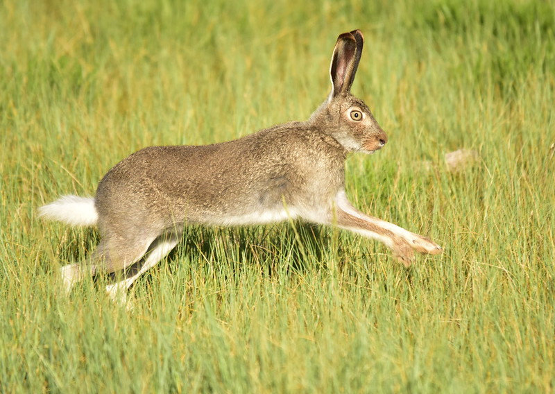 White-tailed Jackrabbit: USFWS.jpg
